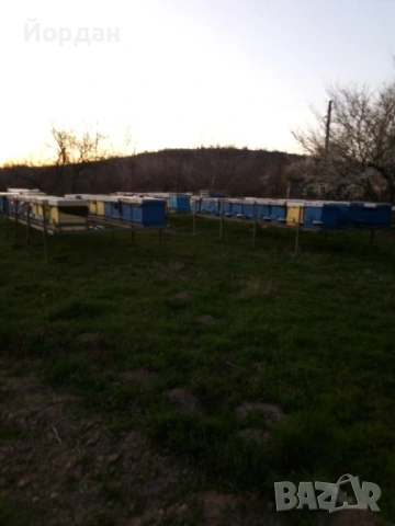 Пчелни отводки 2026