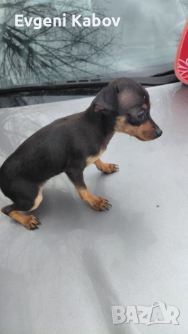  Продавам мини пинчер женски, снимка 2 - Пинчер - 54091822