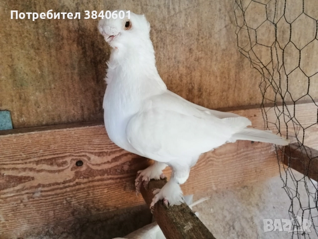 Сатинети с доставка