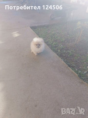 Померан, померанчета, мини померани, снимка 3 - Померан - 31625948