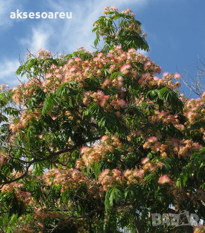 400 висококачествени семена от красиво декоративно копринено спящо медоносно дърво албиция за декора, снимка 17 - Разсади - 37673595