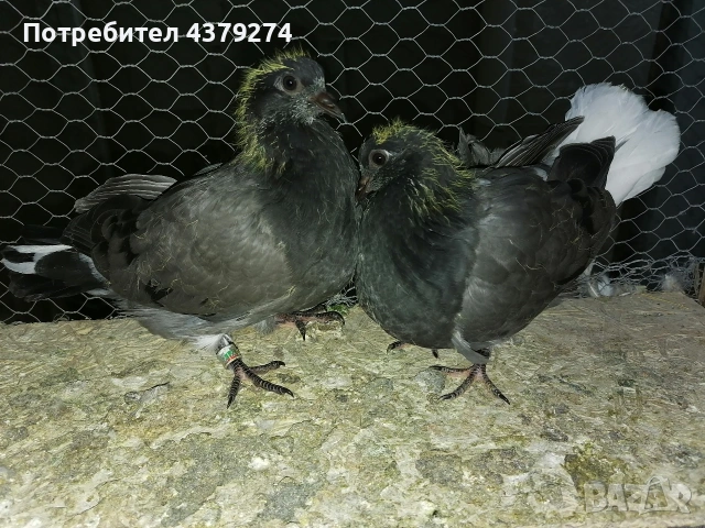 Николаевски пеперуди, снимка 8 - Гълъби - 54031886