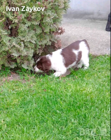 Продавам епаньол-бретон, снимка 2 - Други - 53950070