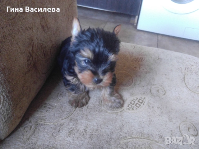 мини йоркширски териер