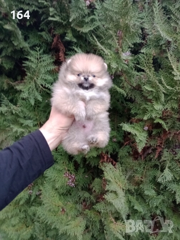 Мъжки Померани. Реални снимки ! , снимка 8 - Померан - 52684790