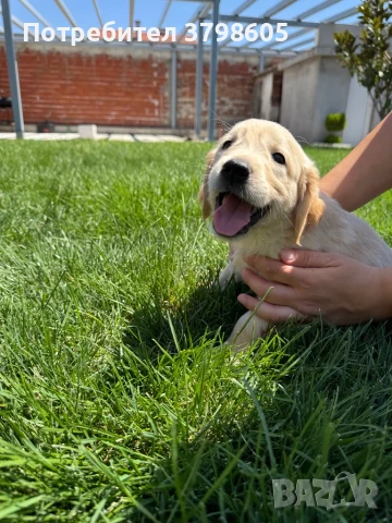 Мъжко кученце голдън ретривър, снимка 1