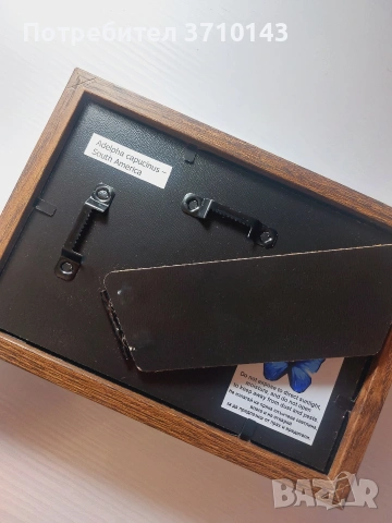 Красива препарирана пеперуда в рамка, снимка 2 - Декорация за дома - 53939302