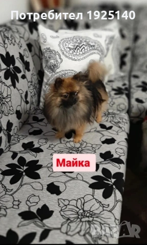 продавам мъжки померанй , снимка 7 - Померан - 54231729