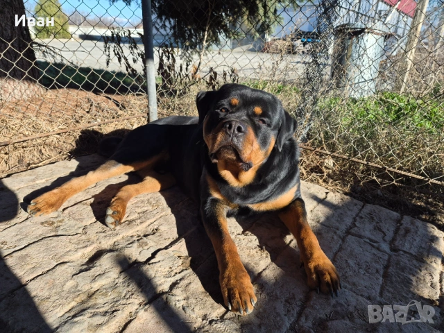 Ротвайлер за разплод, снимка 6 - Ротвайлер - 53155952