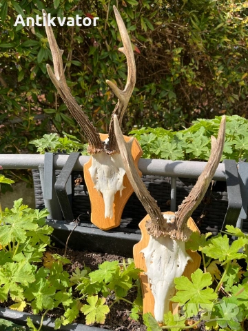 Трофеи сръндак, лов и риболов