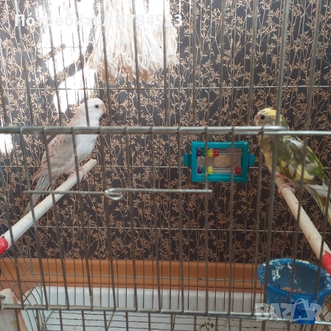 Пойни папагали., снимка 3 - Папагали - 52861648