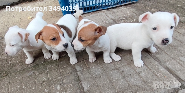 Джак Ръсел Териер , снимка 3 - Джак ръсел териер - 54012486