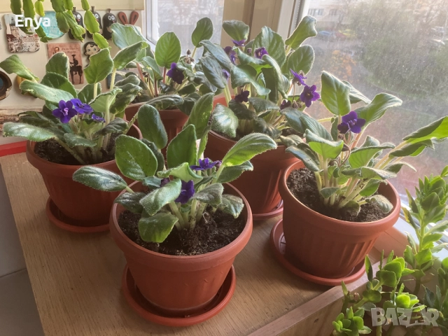 Виолетови теменужки в саксия