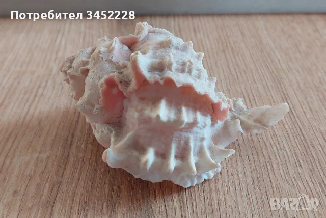 раковина за ценители , снимка 1