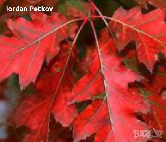 Американски червен дъб, снимка 7 - Градински цветя и растения - 39868138