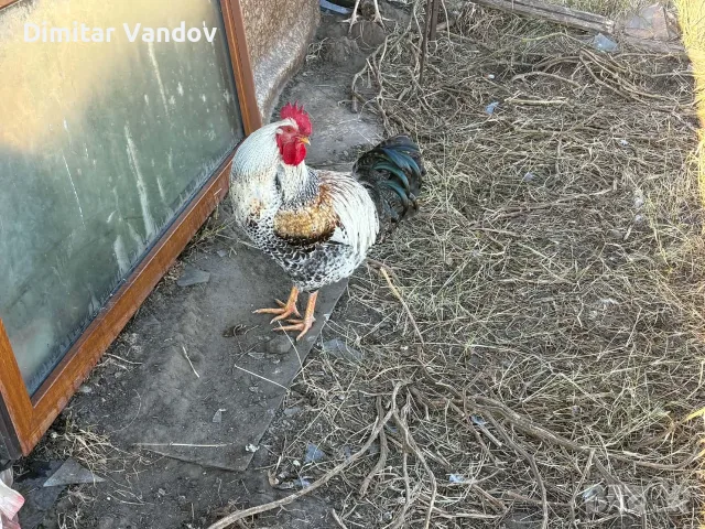 Млади петли кръстоска , снимка 3 - Кокошки и пуйки - 56349364