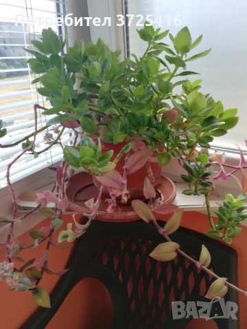 Стайни цветя, различни , снимка 8 - Стайни растения - 49680252