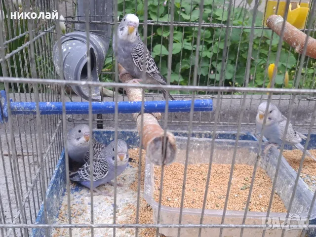 Продавам млади вълнисти папагали  и две млади корели, снимка 3 - Папагали - 54910450