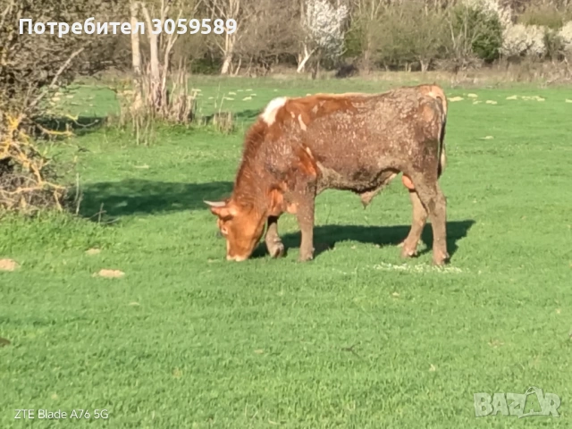 Юници крави телета бикове, снимка 4 - Крави - 54162880