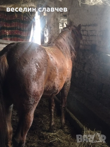 Млади коне, снимка 3 - Коне - 52720582