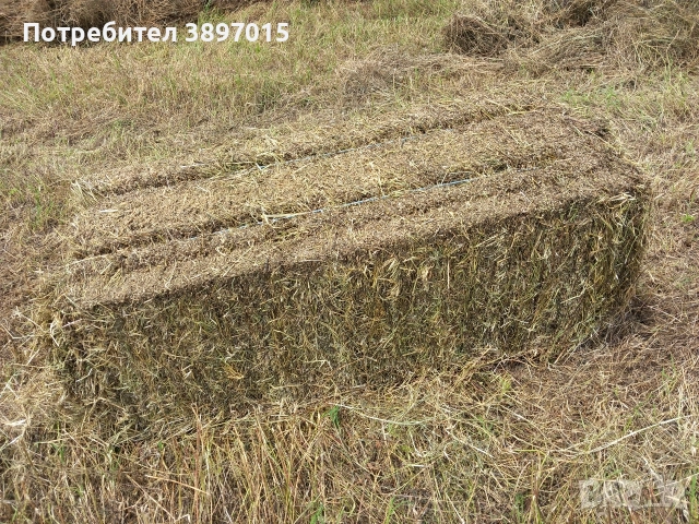 Продавам бали люцерна сено , снимка 2 - За селскостопански - 52980498