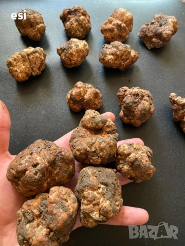 Пресни трюфели – TUBER BORCHII (Бял пролетен трюфел), снимка 2 - Други - 53287183