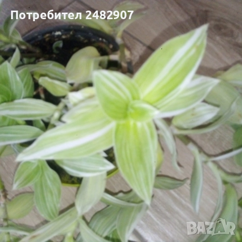 Традесканция , снимка 2 - Стайни растения - 52350279