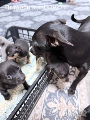 Пинчер, снимка 4 - Чихуахуа - 53989197