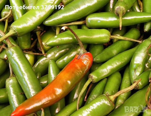 Разнос на Търговия, снимка 3 - Други услуги - 54059721