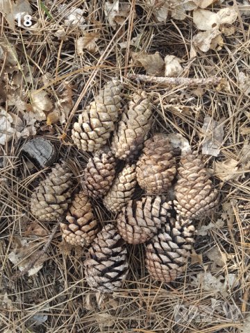 Шишарки , снимка 2 - Декорация за дома - 40131338