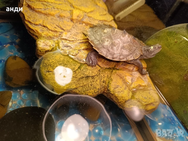 географска костенурка с терариум , снимка 4 - Костенурки - 54231798