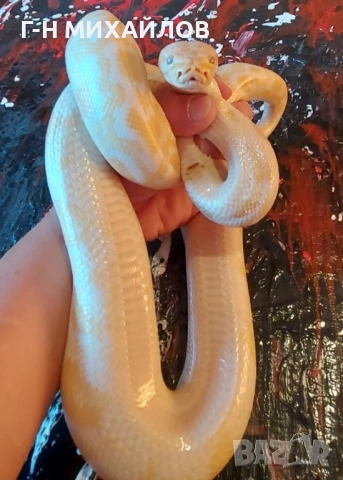 Питон , снимка 6 - Змии - 51557691