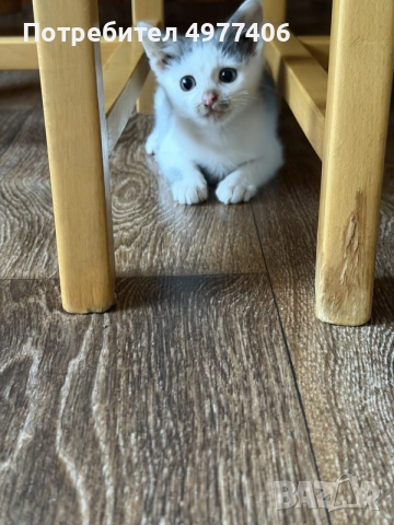 Подарявам котенце., снимка 2 - Други - 56474690