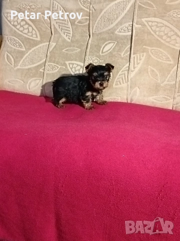 Йоркширски териер мини , снимка 15 - Йоркширски териер - 53883069