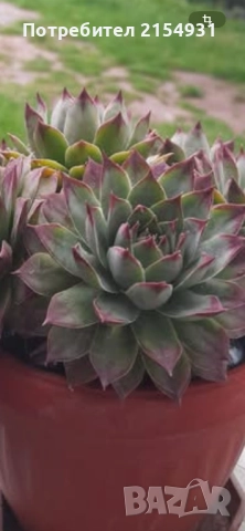 Сукуленти / Дебелец / Алпийска роза, снимка 17 - Градински цветя и растения - 36621042