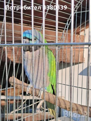 Продавам папагал японски Александър, снимка 2 - Папагали - 56014849