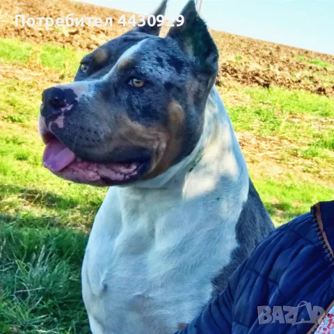 American Bully XL, снимка 8 - Американски стафордширски териер - 56317527