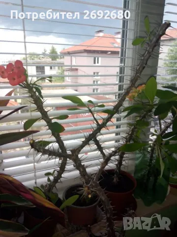 Традесканция рео, кротон,христов венец и други цветя/бамбук/цени в описанието , снимка 9 - Стайни растения - 50184776