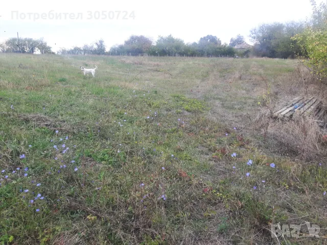 Голям парцел в 7855 Бракница, снимка 3 - Парцели - 56503924
