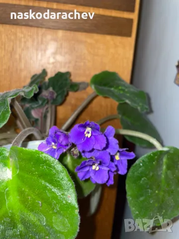 Теменужка, теменужки, сенполия синя, син цвят, снимка 13 - Стайни растения - 48091843