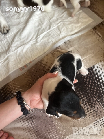 ДЖАК РЪСЕЛ БЕБЕТА-250ЛВ ЗА БРОЙ 1509251635, снимка 17 - Джак ръсел териер - 51722652