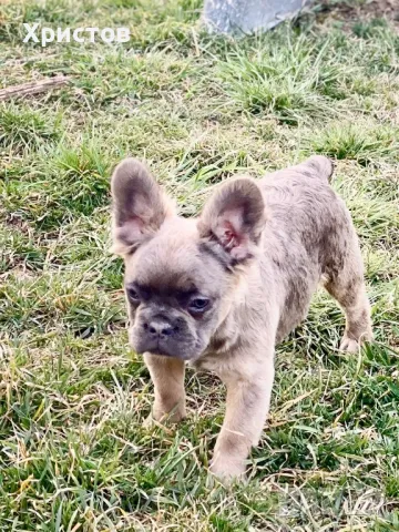 Женски Флуфита френски булдог бебета, снимка 8 - Френски булдог - 49444201