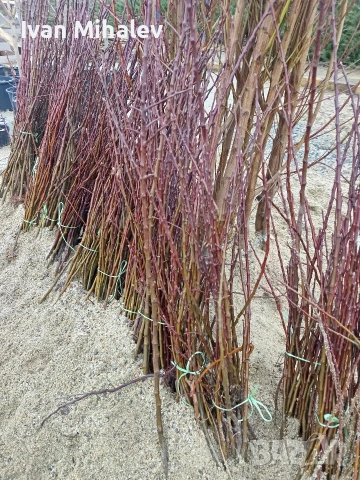 промо цени за дръвчета и лози