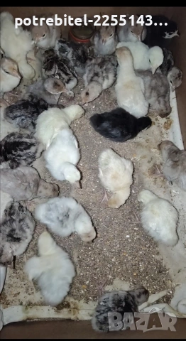 Пуешки яйца-2 Евро броя. , снимка 2 - други­ - 53889875