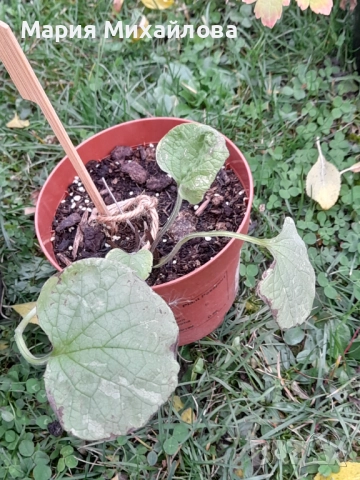 Различни видове градински растения, снимка 8 - Градински цветя и растения - 52291455