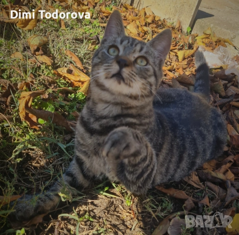 ✨ Сеньор и Тайгър търсят своя дом ✨, снимка 8 - Други - 52284340