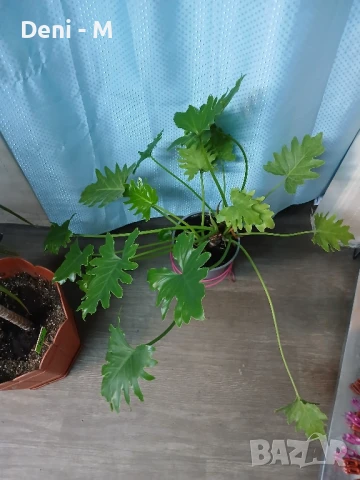 Филодендрон 