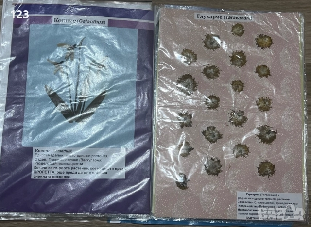 Хербарии, снимка 6 - Други услуги - 51619721