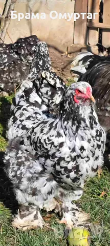 Продавам разплодни яйца от Мозаечна брама [Mottled Brahma]