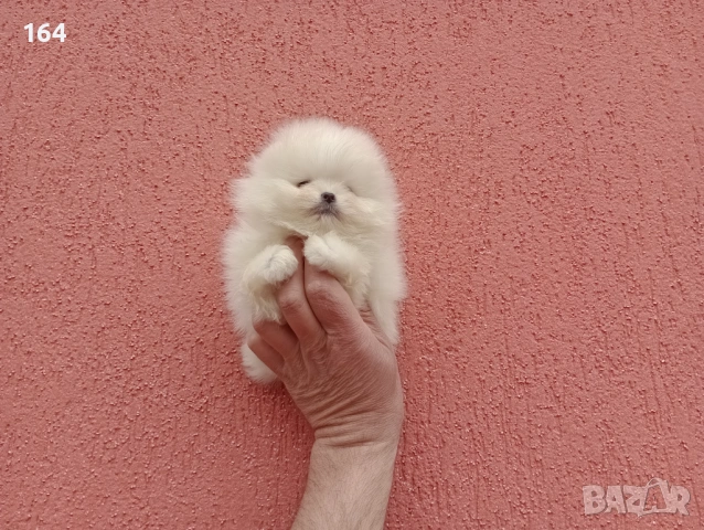 Чисто бели мини Померани. Реални снимки !!! , снимка 14 - Померан - 53895518